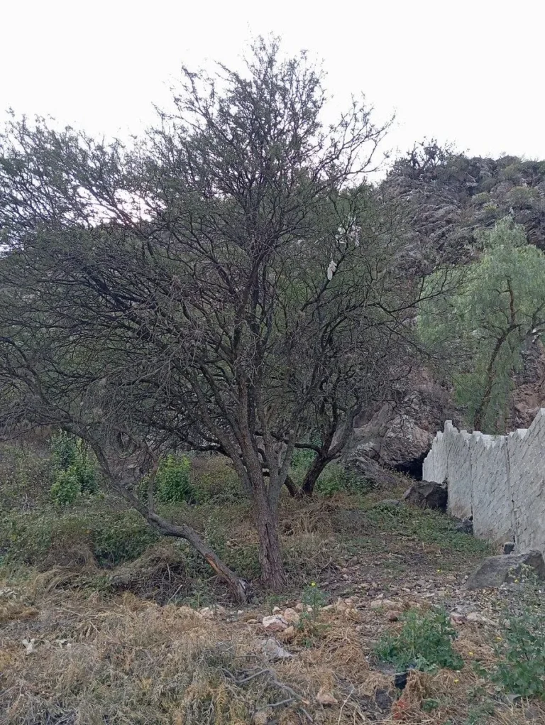 TERRENO EN VENTA EN LA CAÑADA